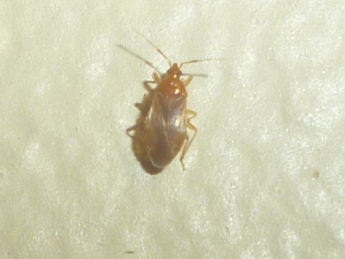 Lasiochilidae