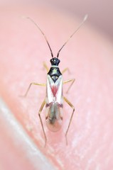 Tupiocoris