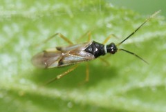 Tupiocoris