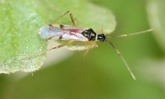 Tupiocoris