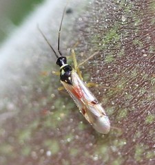 Tupiocoris