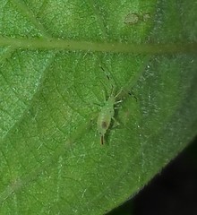 Hyaliodes