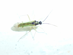 Tupiocoris