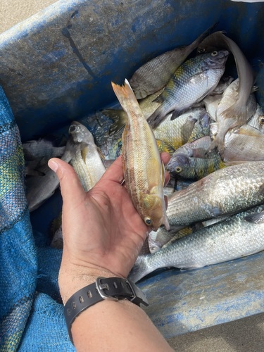 Pacific sand perch