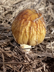 Bolbitius titubans var. olivaceus image