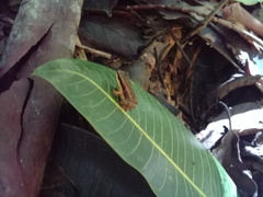 Allobates insperatus