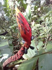 Heliconia episcopalis