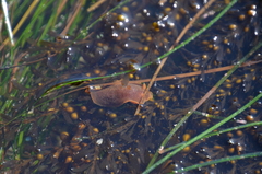 Doriopsilla albopunctata