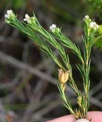 Diosma parvula