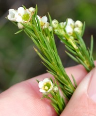 Diosma parvula