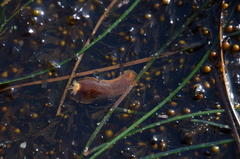 Doriopsilla albopunctata