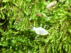 Hyaliodes