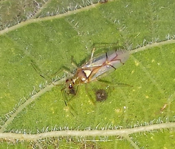 Hyaliodes brevis