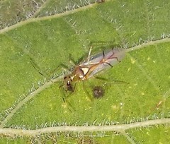 Hyaliodes