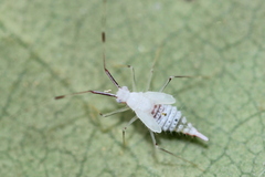 Hyaliodes