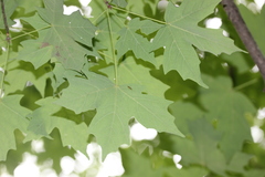 Hyaliodes
