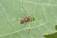 Paraxenetus guttulatus