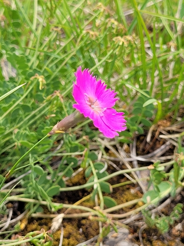 Image of Wood Pink (Dianthus sylvestris) by (c) ahabo, some rights reserved (CC BY)