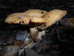 Lactarius alnicola
