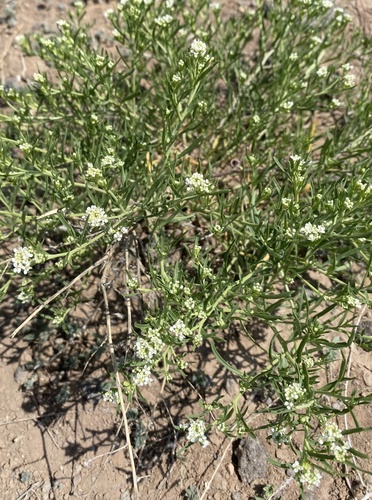 Mesa Pepperwort (Lepidium alyssoides)