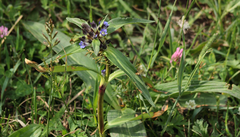 Gentiana macrophylla