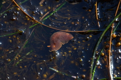 Doriopsilla albopunctata