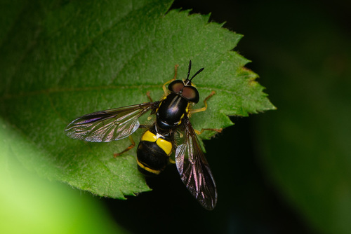 two-banded wasp hoverfly