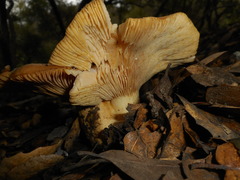 Lactarius alnicola