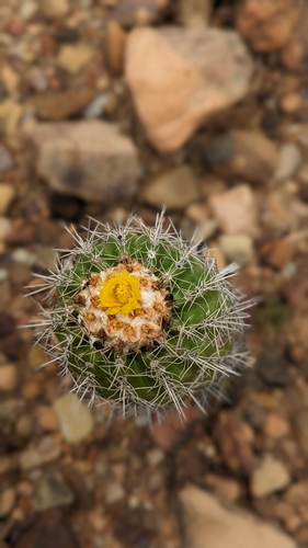 Parodia columnaris