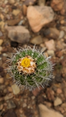 Parodia columnaris