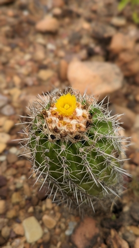 Parodia columnaris