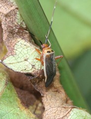 Adelphocoris rapidus