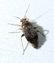 Agnocoris