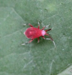 Coccobaphes frontifer