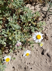 Perityle crassifolia