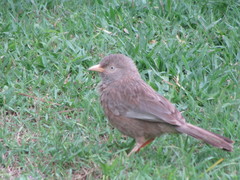 Argya affinis taprobanus