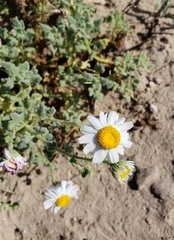 Perityle crassifolia