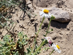Perityle crassifolia