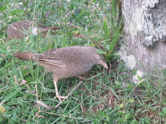 Argya affinis taprobanus