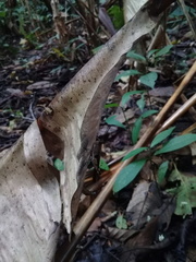 Xiphiola cyanoptera