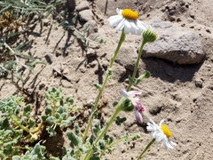 Perityle crassifolia