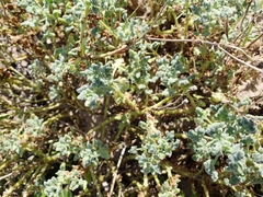 Perityle crassifolia