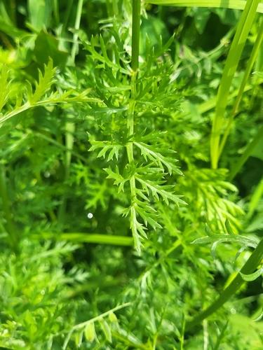 Image of Tanacetum coccineum by (c) Jacek Pietruszewski, some rights reserved (CC BY)