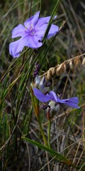 Aristea oligocephala