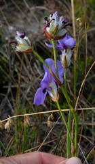 Aristea oligocephala