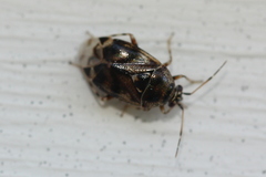 Deraeocoris nebulosus