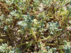 Perityle crassifolia