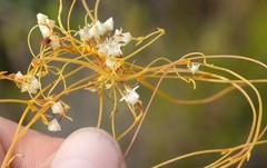 Cuscuta angulata