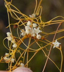 Cuscuta angulata