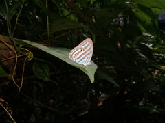 Cepheuptychia cephus